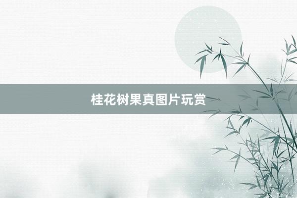 桂花树果真图片玩赏