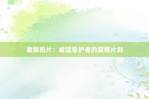 藏獒图片:威猛看护者的震撼片刻